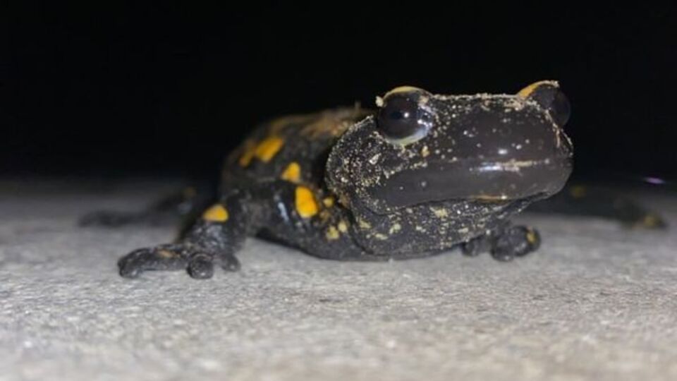 Nesli tükenmekte olan "semender" bulundu