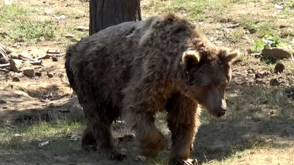 Son dansçı ayı Brütüs de öldü
