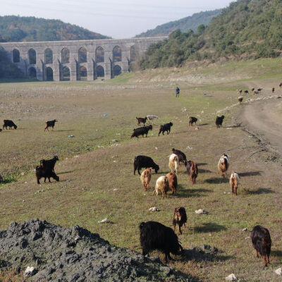 Alibeyköy Barajı'nda artık keçiler otluyor