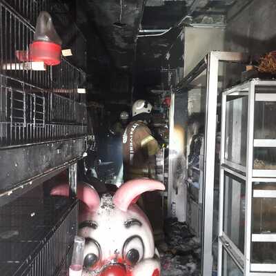 Bayrampaşa’da petshopta yangın çıktı! Çok sayıda hayvan öldü