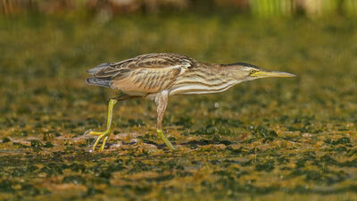 Aksaray'da görüntülendi! Nesli tehlikede