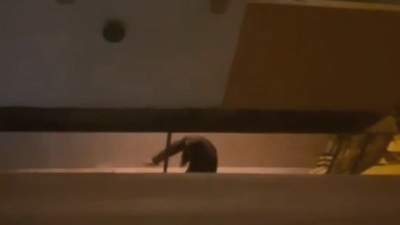 Komşu dehşeti! Mahalleliyi canından bezdirdi