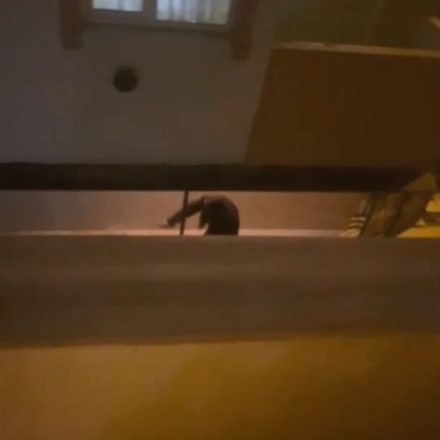 Komşu dehşeti! Mahalleliyi canından bezdirdi