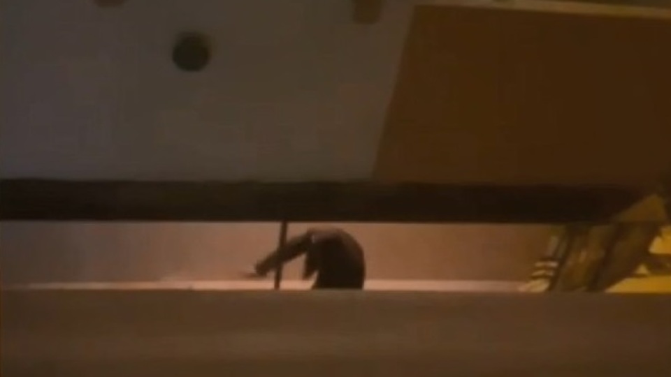 Komşu dehşeti! Mahalleliyi canından bezdirdi