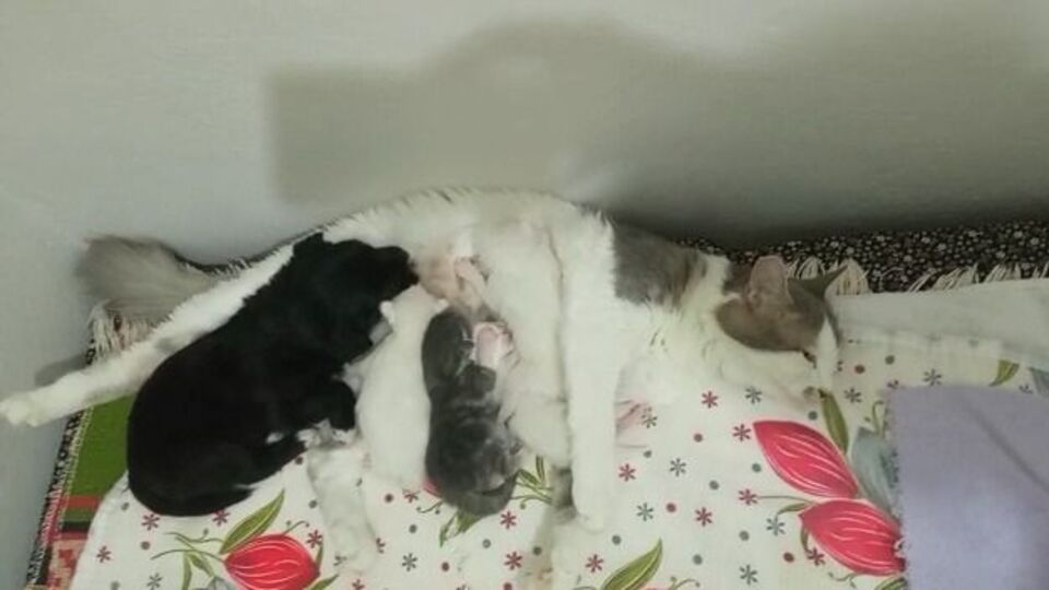 Kedi, yavru köpeği de emziriyor