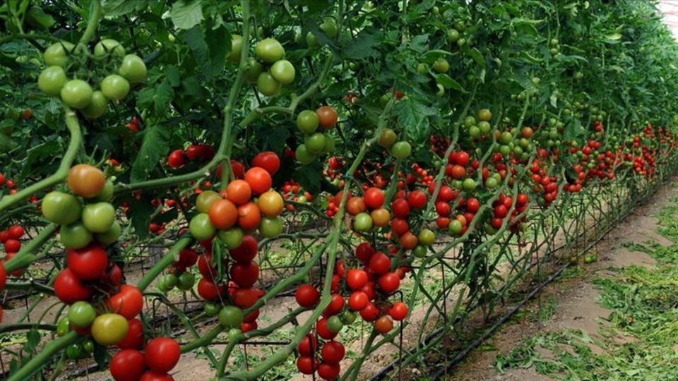 Bitkisel üretimde destek ödemeleri belli oldu