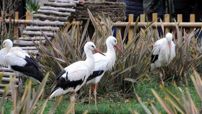 Göç edemeyen leylekler buraya sığınıyor!