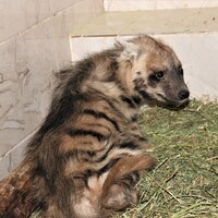 Kuyuda günlerce mahsur kalmıştı... Ayağa kalktı