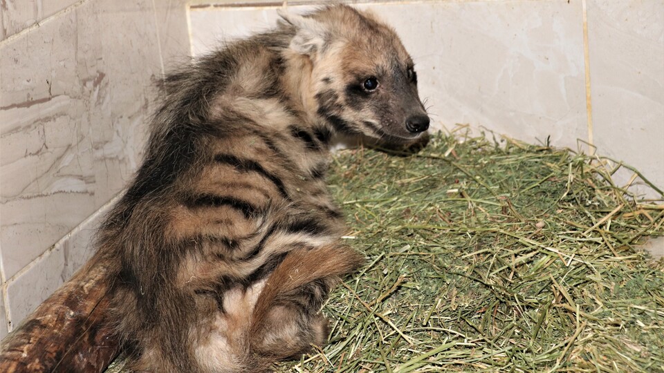 Kuyuda günlerce mahsur kalmıştı... Ayağa kalktı