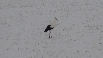 Göç etmeyen leylek kara yakalandı
