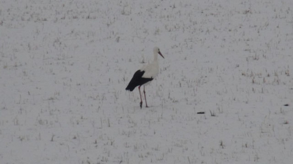 Göç etmeyen leylek kara yakalandı