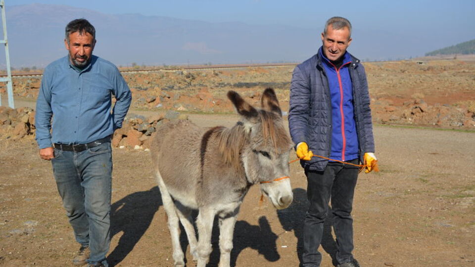 Sahibinin terk ettiği eşeğe belediye sahip çıktı