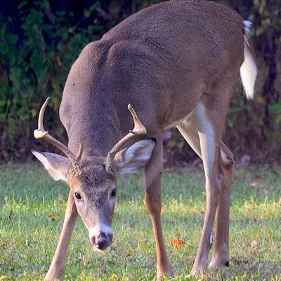 Geyiklerde ilk kez Covid-19'a yol açan SARS-CoV-2 belirlendi
