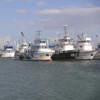 Marmara'da lodos engeli! Limanda bekliyorlar