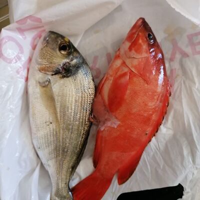 Balıkçılar 'zehirli' sanıyor ama... Açıklama geldi