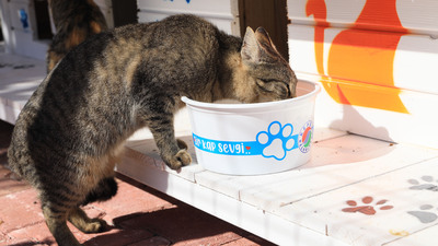 Artan fiyatlar mamaları da vurdu!