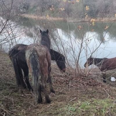 Atlar kesilmekten son anda kurtarıldı