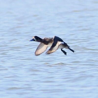 11 yıl sonra yeniden görüntülendi