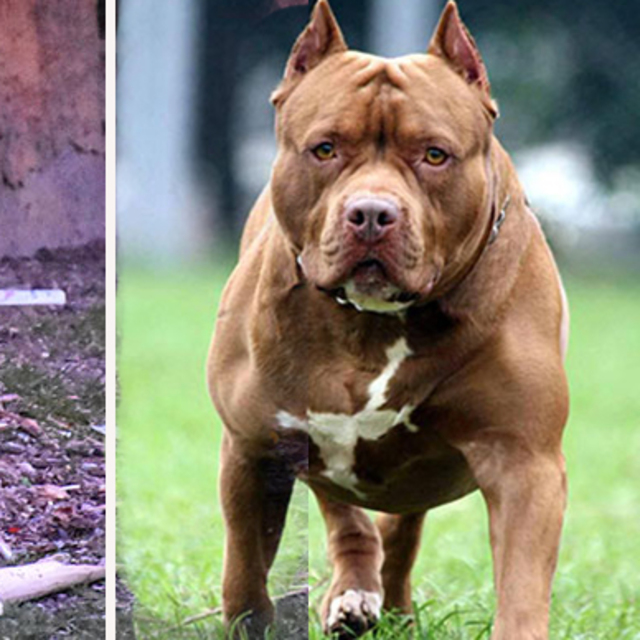 Bakanlıktan, 'tehlike arz eden köpek ırkları' genelgesi