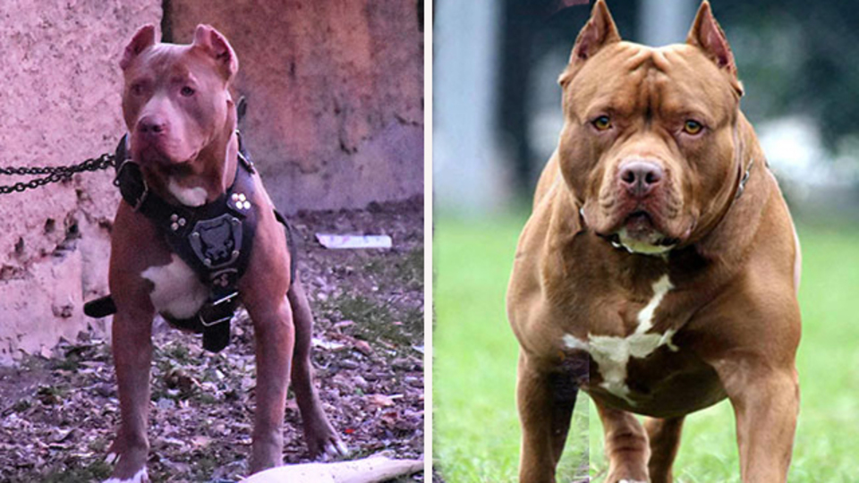 Bakanlıktan, 'tehlike arz eden köpek ırkları' genelgesi