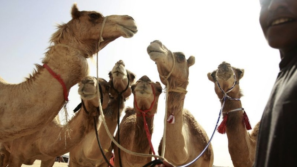 Suudi Arabistan'da 40'ı aşkın deveye botoks yapıldı!