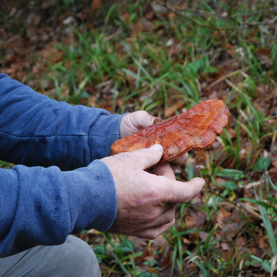 Ormanda gezerken tesadüfen buldu