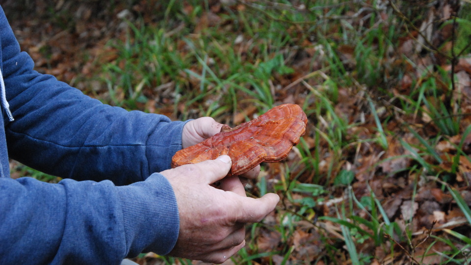 Ormanda gezerken tesadüfen buldu