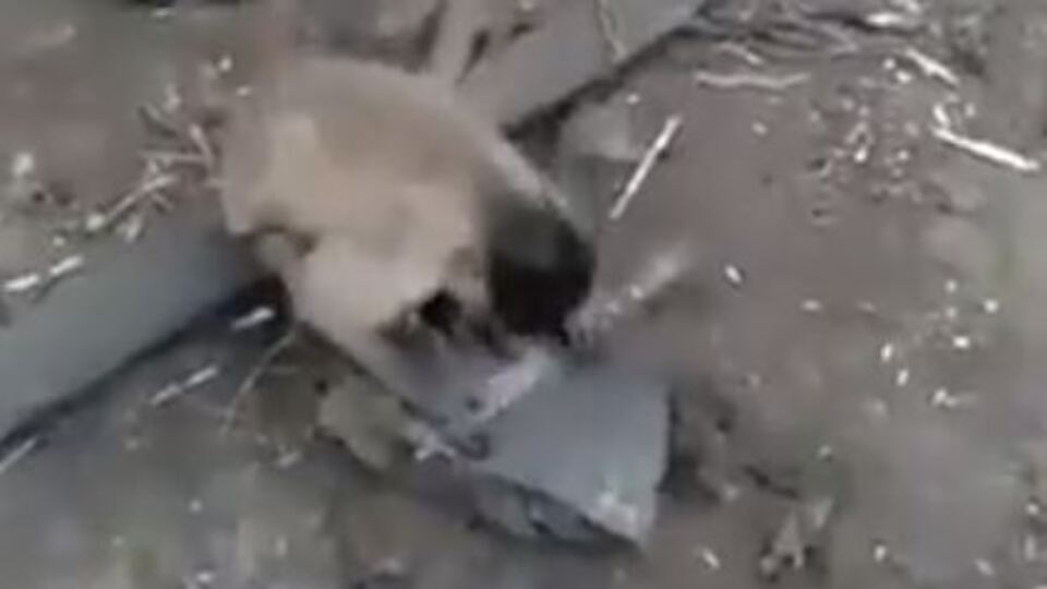 Bıçak bileyen maymun gündem oldu