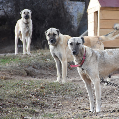 Kangal köpekleri, 'kışlık zırhlarını' giyiyor