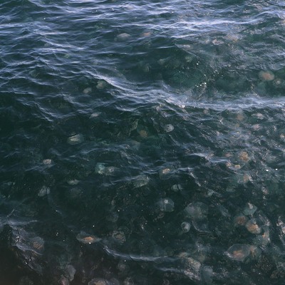 Marmara'da denizanası istilası!