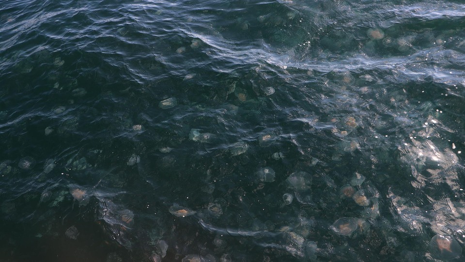 Marmara'da denizanası istilası!