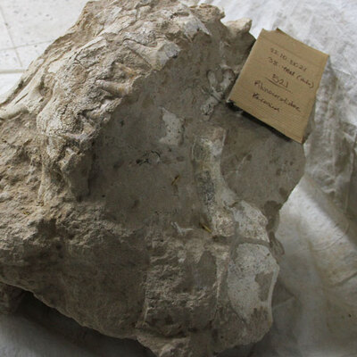 İlk kez bütün halde bulundu!