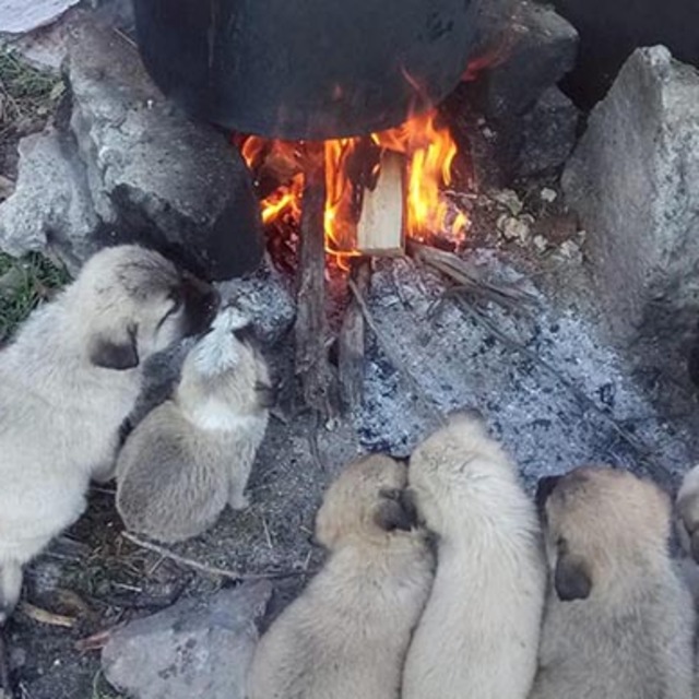 Lessi'nin 10 yavrusunun ısınma saati