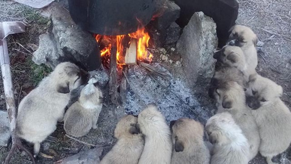 Lessi'nin 10 yavrusunun ısınma saati