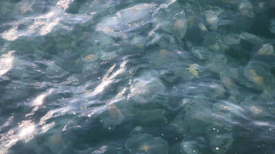 Denizanası istilası