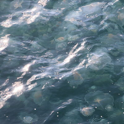 Denizanası istilası