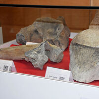 Tekirdağ'da sergilendi... 28 bin yıllık!