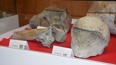 Tekirdağ'da sergilendi... 28 bin yıllık!