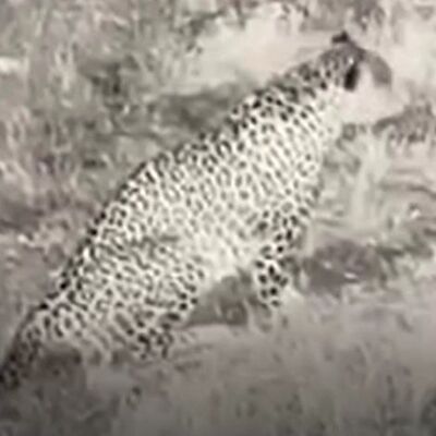 Neslinin tükendiği sanılıyordu! Yakından görüntülendi