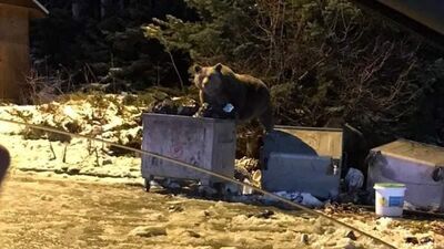 Selam verdikleri ayı otomobile saldırdı