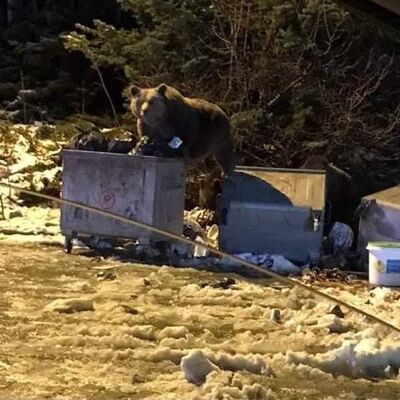 Selam verdikleri ayı otomobile saldırdı