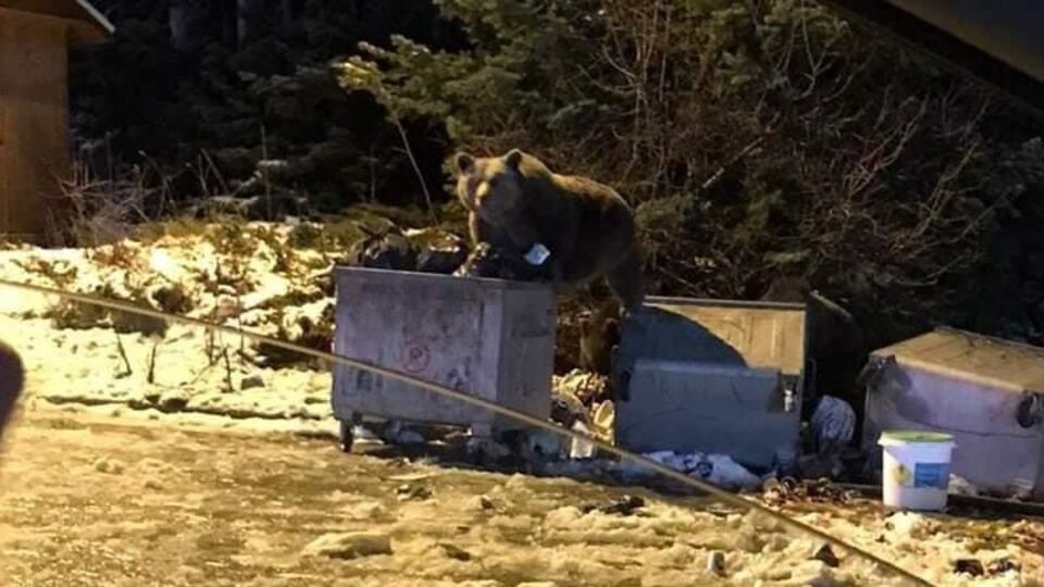 Selam verdikleri ayı otomobile saldırdı