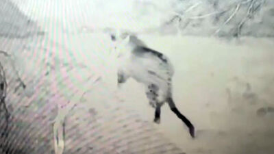 Heyecan yarattı! Doğu Anadolu'da görüldü!