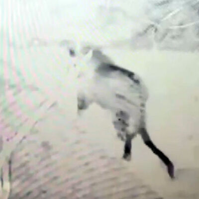 Heyecan yarattı! Doğu Anadolu'da görüldü!