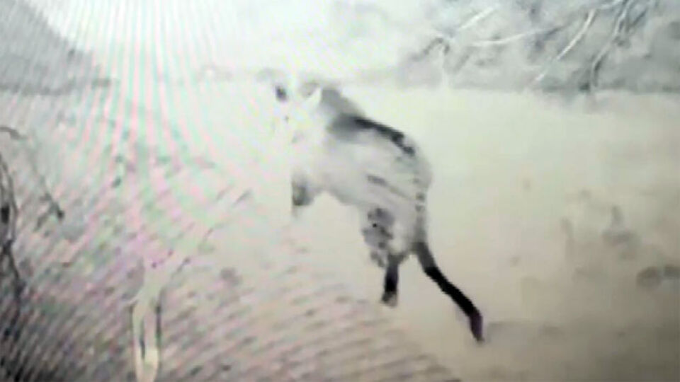 Heyecan yarattı! Doğu Anadolu'da görüldü!