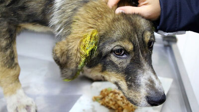 Köpeği dövdü, çöpe attı, serbest bırakıldı!