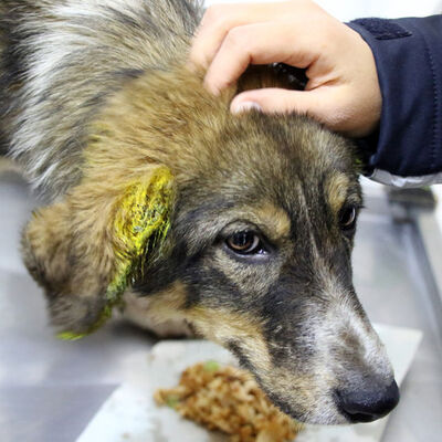 Köpeği dövdü, çöpe attı, serbest bırakıldı!