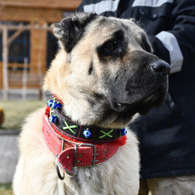 Doğmamış yavrularını bekliyorlar! 200 kişi sırada...
