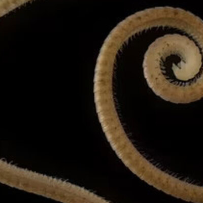 Yerin 60 metre altında keşfedildi... 1306 bacaklı!