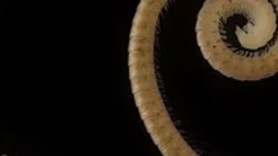 Yerin 60 metre altında keşfedildi... 1306 bacaklı!